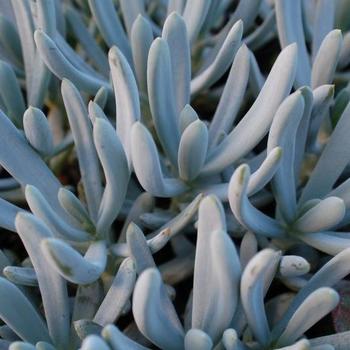 Senecio serpens - Blue Chalksticks