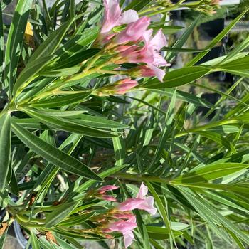 Nerium oleander - 'Petite Pink' Oleander