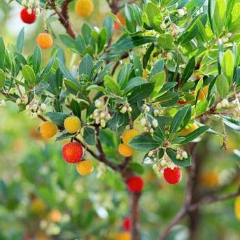 Arbutus unedo - Strawberry Tree