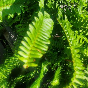 Nephrolepis exaltata - Boston Fern
