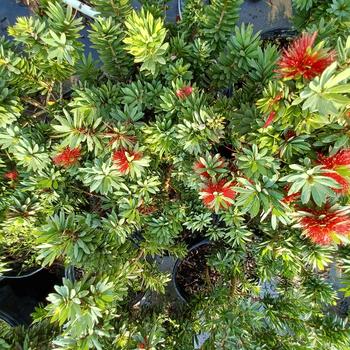 Callistemon - 'Little John' Dwarf Bottlebrush
