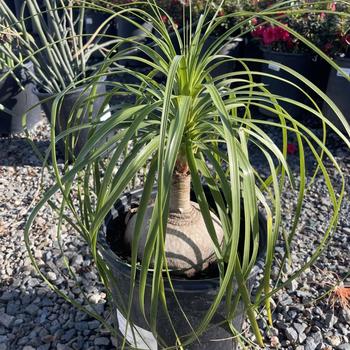 Beaucarnea recurvata - Pony Tail Palm