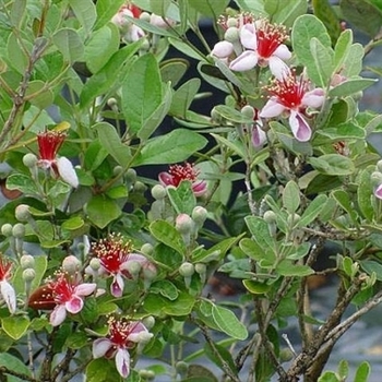 Feijoa sellowiana - Pineapple Guava