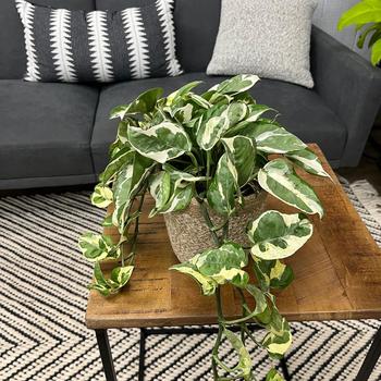 Epipremnum aureum - 'N'Joy' Pothos