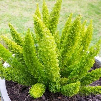 Asparagus densiflorus - 'Myerii' Foxtail Fern