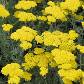 Achillea millefolium - Common Yarrow