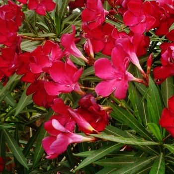Nerium oleander - 'Petite Red' Oleander
