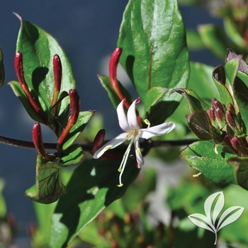 Lonicera japonica - 'Purpurea' Purple Leaf Honeysuckle