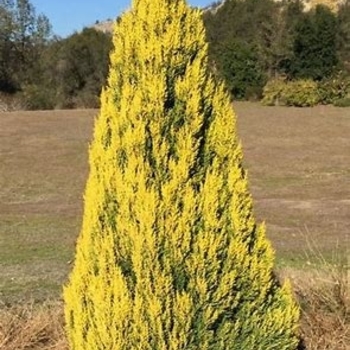 Cupressus macrocarpa - 'Lemon Yellow' Monterey Cypress