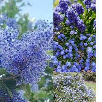 Ceanothus - Assorted California Lilac