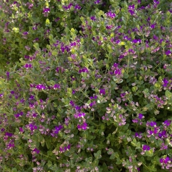 Polygala fruticosa - 'Petite Butterflies' Sweet Pea Shrub