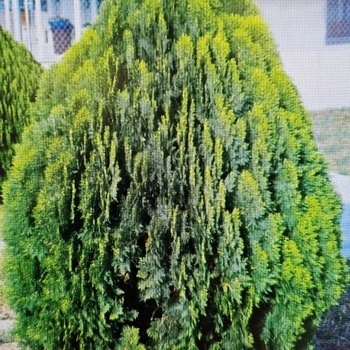 Thuja orientalis - Arborvitae