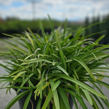 Agapanthus - ''Peter Pan'' African Lily