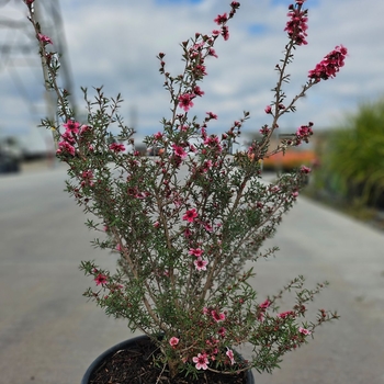 Leptospermum scoparium - New Zealand Tea Tree