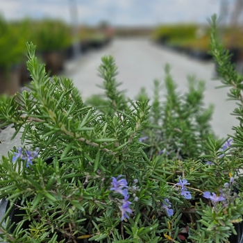 Rosmarinus officinalis - Trailing Rosemary