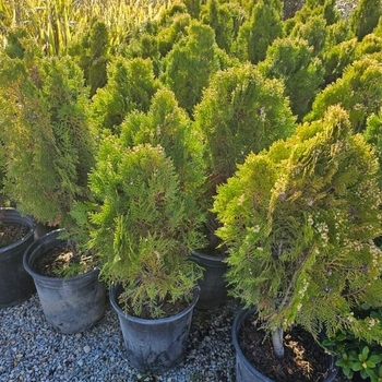 Thuja - Arborvitae