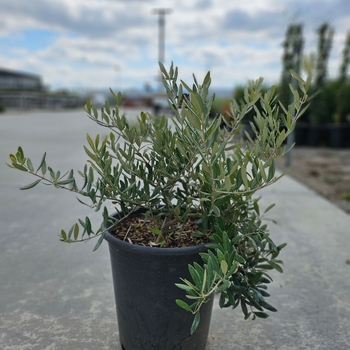 Olea europaea - 'Little Ollie&reg;' Dwarf Olive