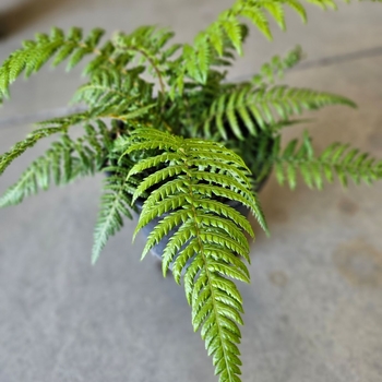 Dicksonia antartica - Tasmanian Tree Fern