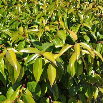 Xylosma congestum - Shiny Xylosma