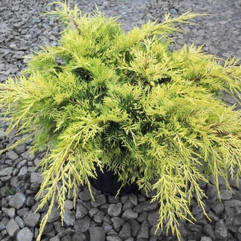 Juniperus x pfitzeriana - 'Old Gold' Juniper
