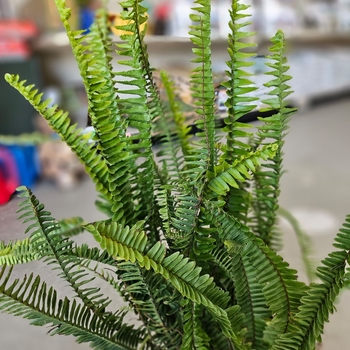 Polystichum munitum - Western swordfern