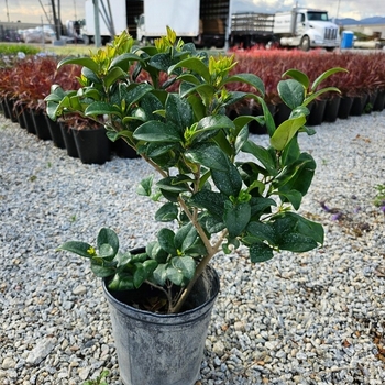 Ligustrum sinense - 'Pendulum' Wax Leaf Privet