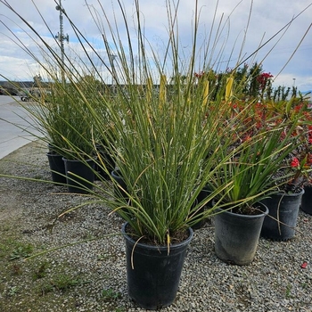 Nolina texana - Bear Grass