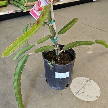 Hylocereus undatas - Dragon fruit