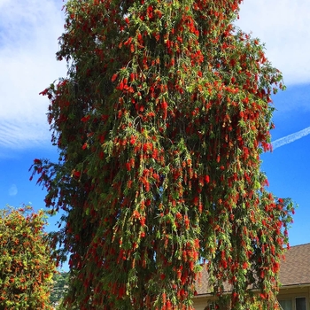 Callistemon viminalis - Weeping Bottlebrush Tree