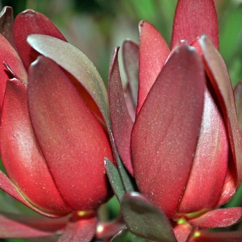 Leucadendron - 'Safari Sunset' Conebush