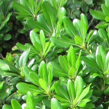 Pittosporum tobira - Mock Orange 