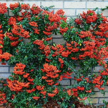 Pyracantha - Firethorn Pyracantha Staked