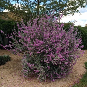 Leucophyllum frutescens - Texas Sage