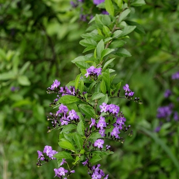 Duranta erecta - Brazilian Sky Flower Staked