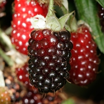 Rubus ursinus x ideaus - Boysenberry