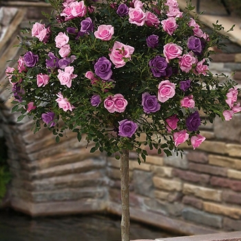  - 24 Patio Tree Rose