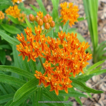 Asclepias syriaca - Common Milkweed
