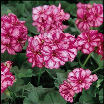 Pelargonium - Ivy Geraniums