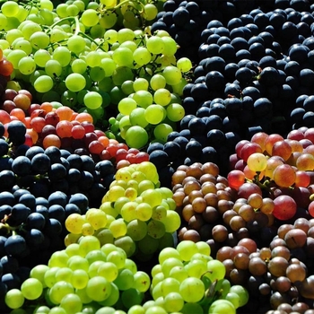 Vitis - 'Multiple Varieties' Grape