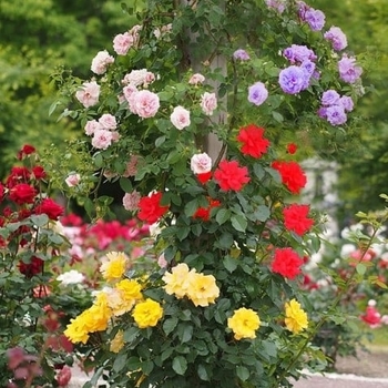 Rosa - Climbing Rose