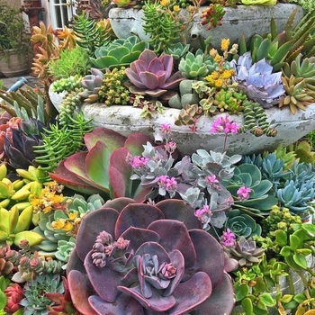 succulents Mixed Varieties - Mixed Succulents
