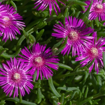 Delosperma cooperi - ice plant