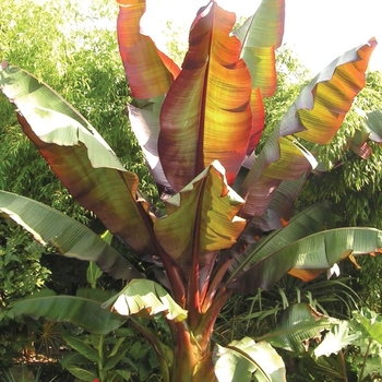 Musa - Dwarf Red Banana Palm