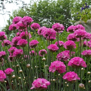 Armeria cinerea - Sea Pink