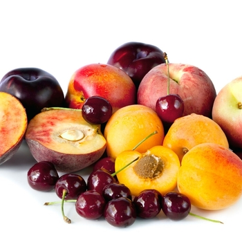 Deciduous Stone-Fruit Trees - Multi Graft Fruit Trees