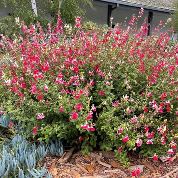 Salvia greggii - 'Hot Lips' Autumn Sage