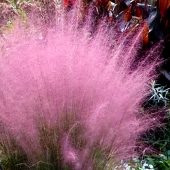 Muhlenbergia - 'Pink Flamengo' Pink Muhly Grass
