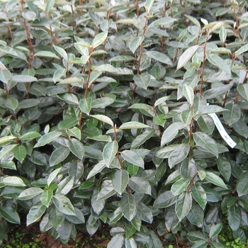 Elaeagnus commutata - Silverberry