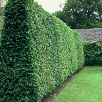 Ligustrum japonicum Column - 'Texanum' Japanese Privet Column