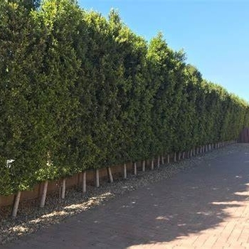 Ficus microcarpa - 'Nitida' Indian Laurel Fig